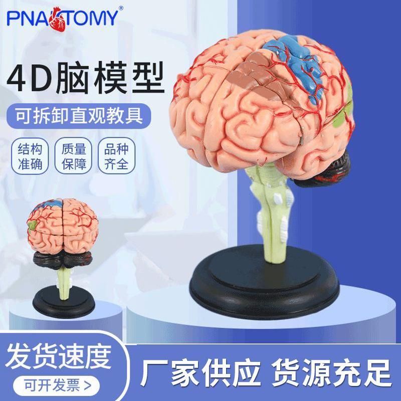 Medical 4D assembled brain model brain structure anatomy detachable model teaching educational toys