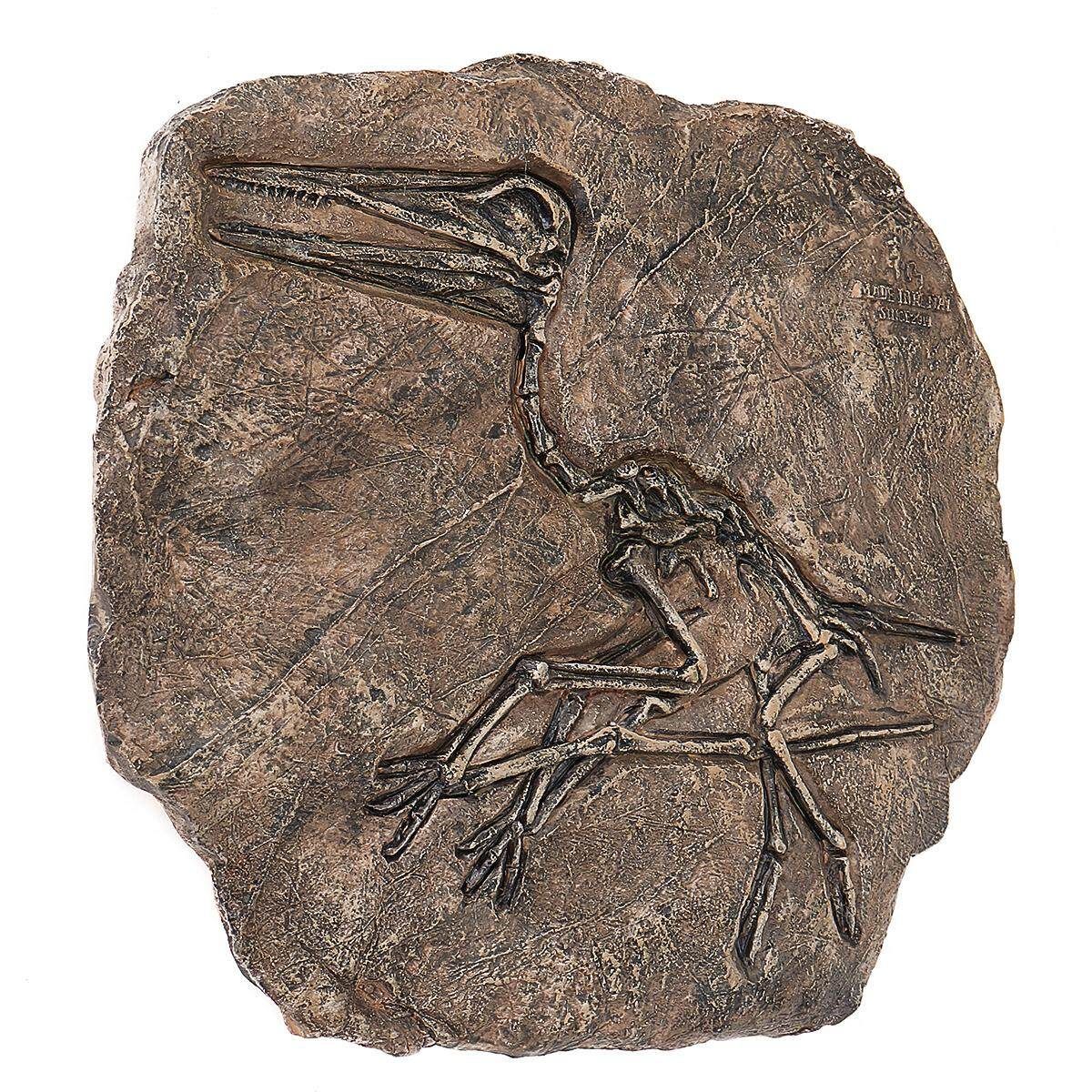 Retro Small Rare Carnivorous Dinosaur Cretaceous Sinosauropteryx Model Bone Without Bracket
