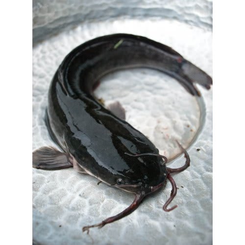 1kg Fresh Live Catfish