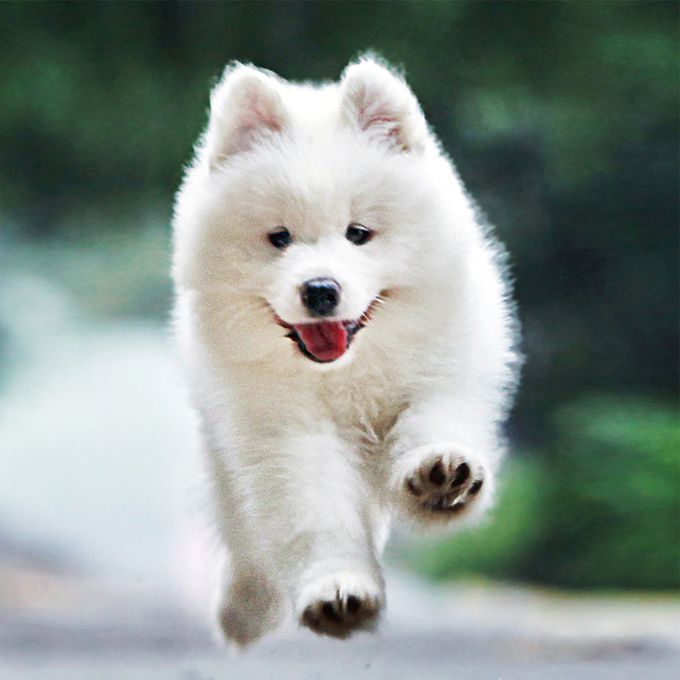 Diy 5D Diamond Painting Kit Dog Pattern Rhinestone