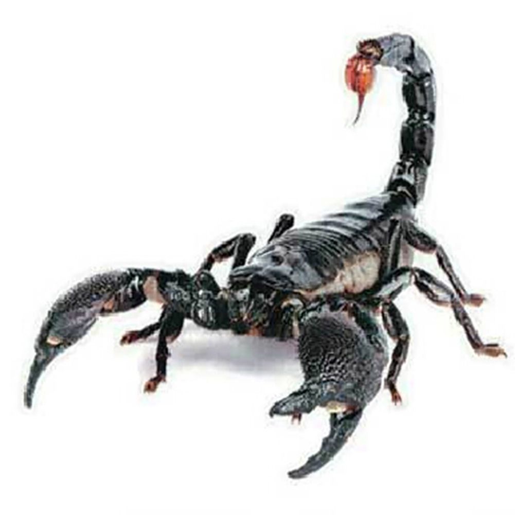 3D Car Sticker Simulation Animal Bumper Door Decor Scorpion-