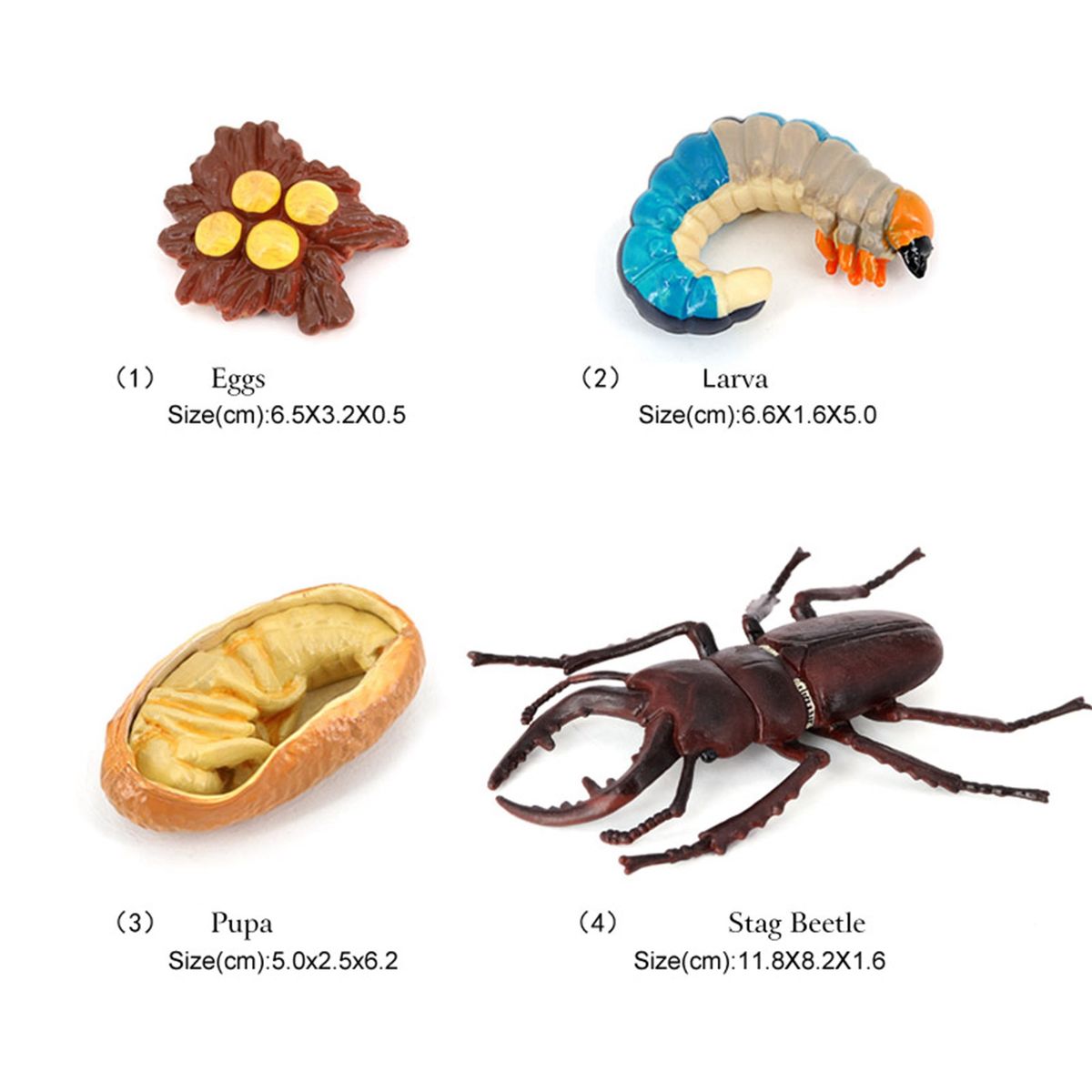 Stag Beetle Animal Life Cycle,Animals Growth Cycle Life