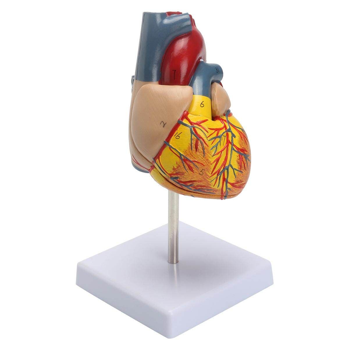 Anatomical Human Life Size Heart Model - Cardiovascular Anatomy