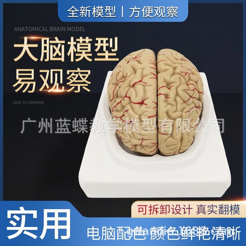 Human brain anatomy model brain with cerebral artery model cerebrovascular model neurology brain model 9 parts