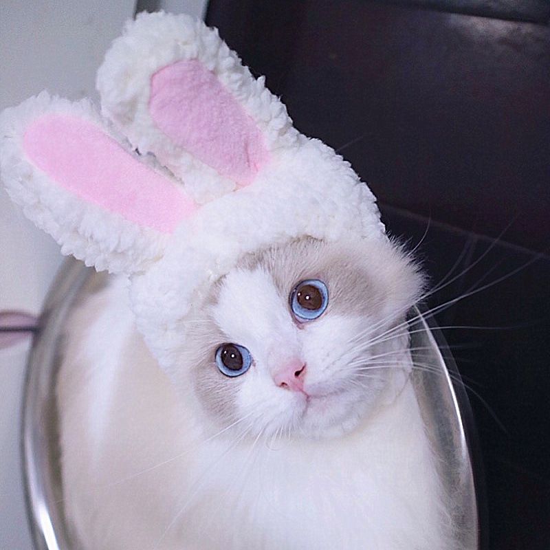 Cross-border Cat Headgear Cute Rabbit Cross-dressing Hat Cat